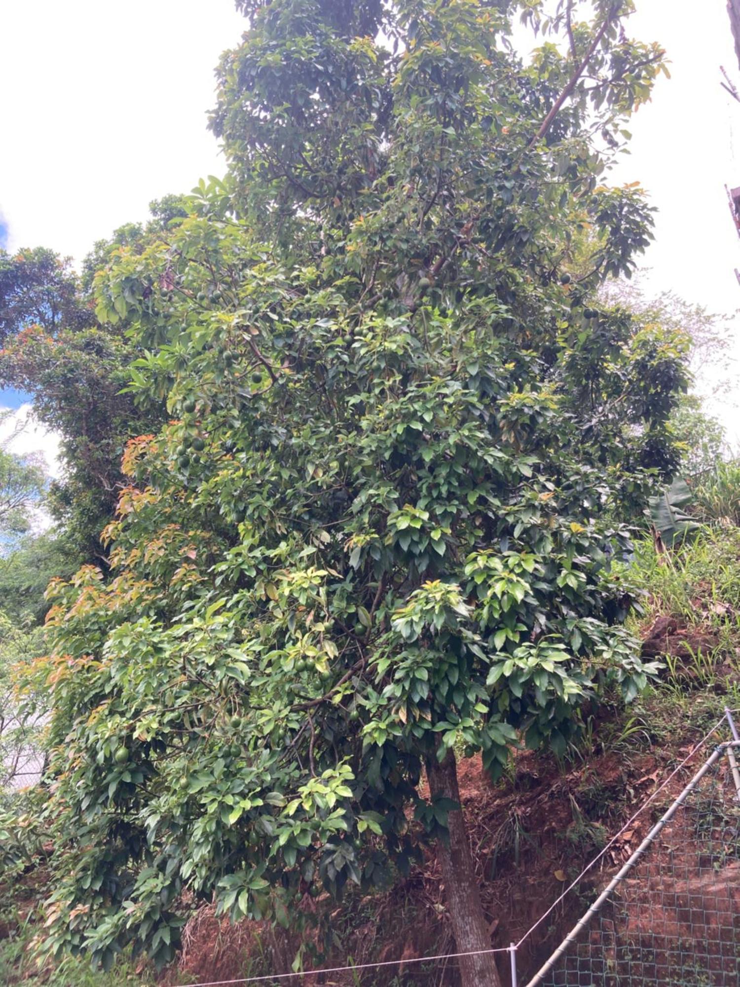 Reverie Hill Bungalow, Kandy Ngoại thất bức ảnh